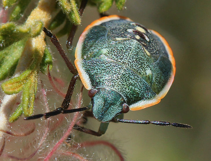 Say's Stink Bug